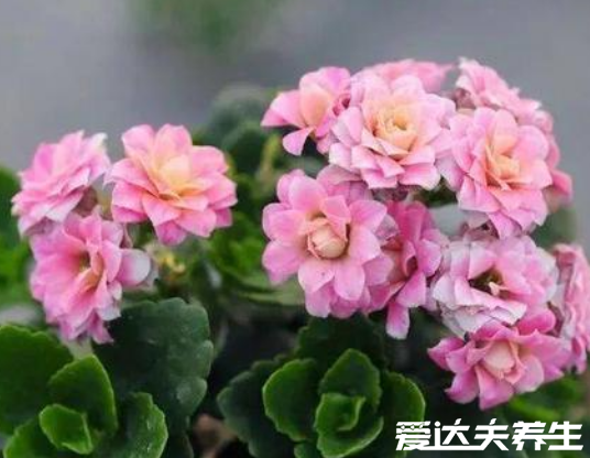 長(zhǎng)壽花有毒嗎，又為什么致癌，關(guān)于長(zhǎng)壽花的辟謠