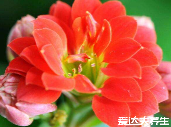 長(zhǎng)壽花有毒嗎，又為什么致癌，關(guān)于長(zhǎng)壽花的辟謠