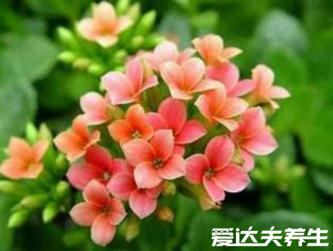 長(zhǎng)壽花有毒嗎，又為什么致癌，關(guān)于長(zhǎng)壽花的辟謠