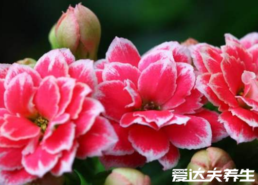 長(zhǎng)壽花有毒嗎，又為什么致癌，關(guān)于長(zhǎng)壽花的辟謠