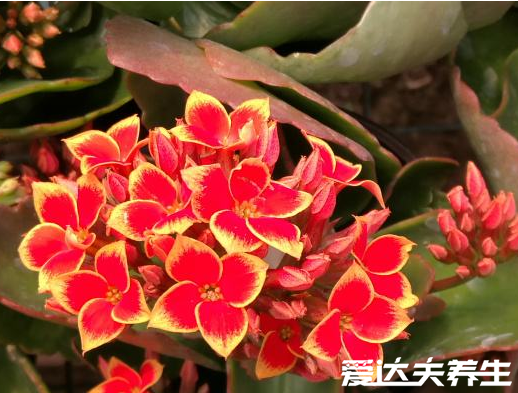 長(zhǎng)壽花有毒嗎，又為什么致癌，關(guān)于長(zhǎng)壽花的辟謠