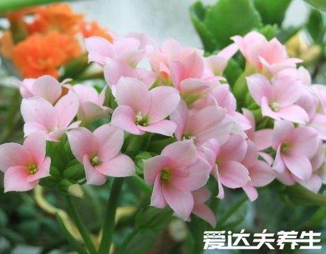 長(zhǎng)壽花有毒嗎，又為什么致癌，關(guān)于長(zhǎng)壽花的辟謠