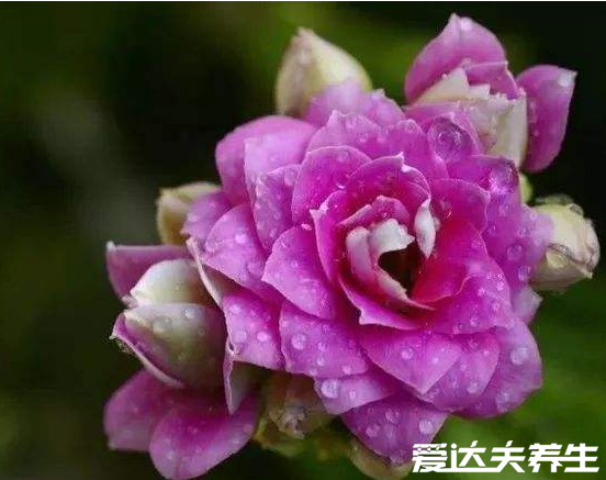 長(zhǎng)壽花有毒嗎，又為什么致癌，關(guān)于長(zhǎng)壽花的辟謠