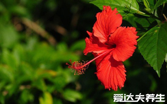 家里千萬不能養(yǎng)的6種花，夜來香開花后連空氣都是有毒的