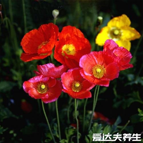 家里千萬不能養(yǎng)的6種花，夜來香開花后連空氣都是有毒的