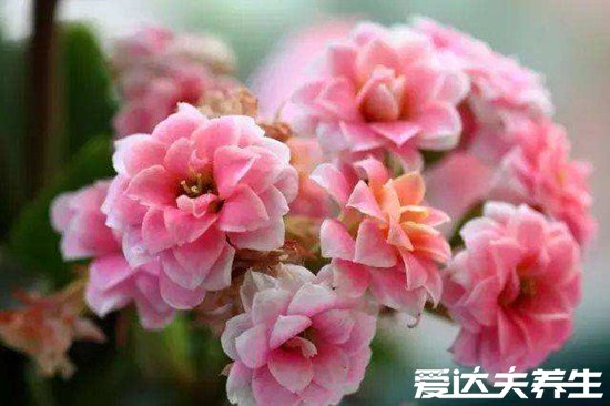 家里千萬不能養(yǎng)的6種花，夜來香開花后連空氣都是有毒的