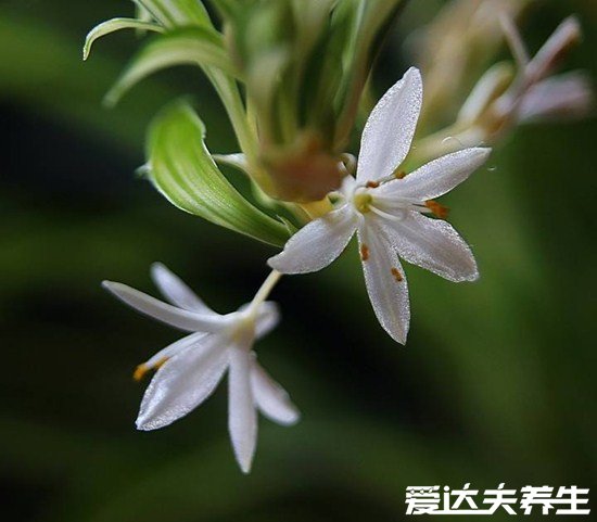 家里千萬不能養(yǎng)的6種花，夜來香開花后連空氣都是有毒的