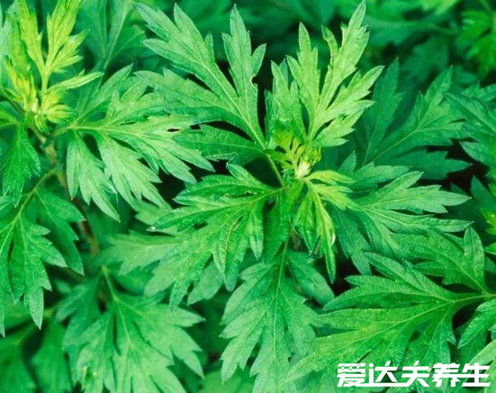 螨蟲最怕這3種東西，好好利用螨蟲全死光