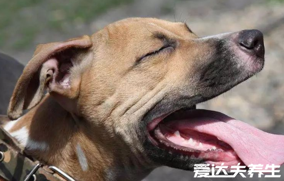 狂犬疫苗多少錢一針，打完狂犬疫苗要注意的4種事項(xiàng)