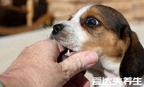 狂犬疫苗多少錢一針，打完狂犬疫苗要注意的4種事項(xiàng)