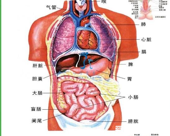 人體器官分布圖，帶你了解五臟六腑