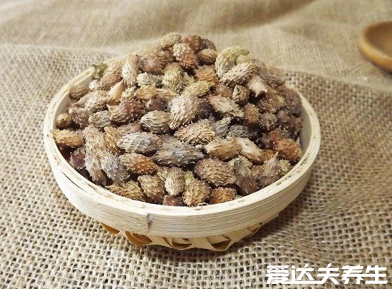 4個(gè)蒼耳子治療鼻炎偏方，內(nèi)服蒼耳子粉3天見效但過量會(huì)中毒