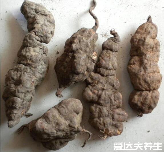 何首烏的功效與作用禁忌，補(bǔ)血止血還能提高人體免疫力