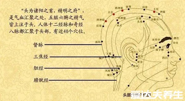 人體頭部經(jīng)絡(luò)圖穴位圖，讓你精準(zhǔn)找到自己頭部的穴位