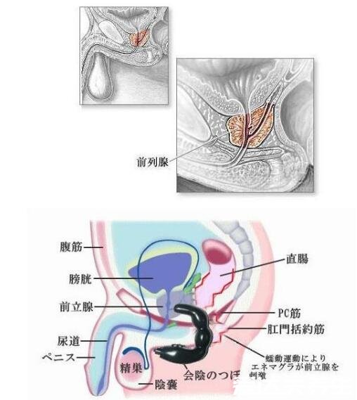 自己按摩前列腺十種手法圖解，每天堅(jiān)持按摩輕松緩解前列腺疾病