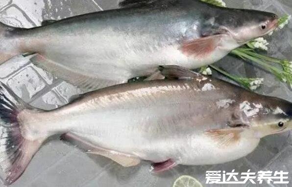 巴沙魚和龍利魚的區(qū)別，4大區(qū)別讓你一眼就能分清兩種魚