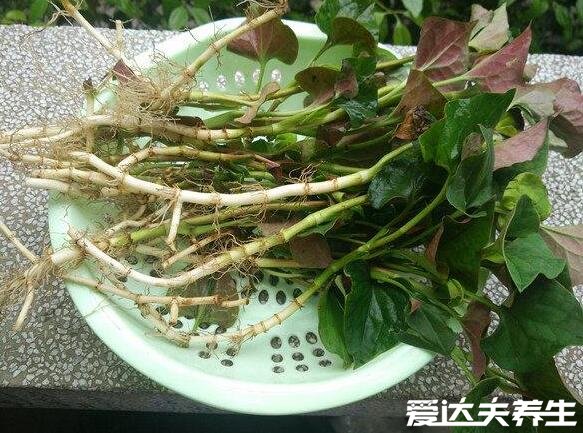 魚腥草的功效與作用，抗菌抗腫瘤還能抗輻射(電腦族必吃)