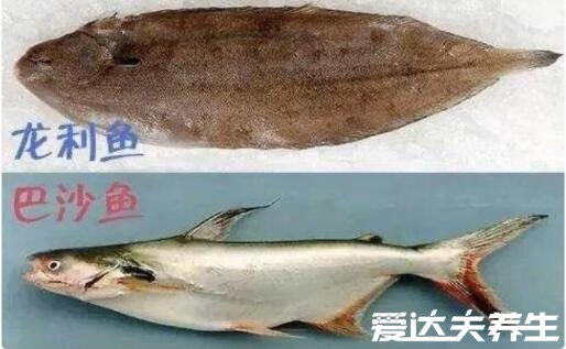 龍利魚和巴沙魚的區(qū)別，不僅生活環(huán)境不同營養(yǎng)價(jià)值差別也巨大