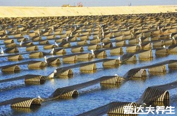 海參哪一種海參比較好，淡干工藝的純野生海參最好