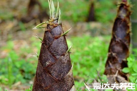 六種人不宜多吃竹筍，過敏/未成年/胃病患者等禁食(竹筍禁忌)