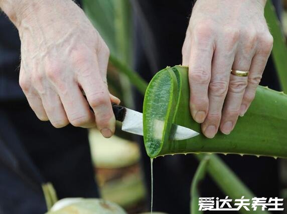 蘆薈可以直接涂在臉上嗎，可以涂但最好先進(jìn)行過敏測試