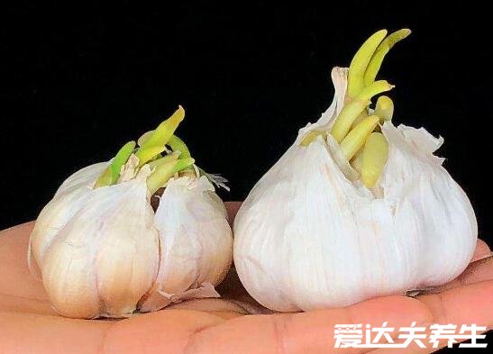 大蒜發(fā)芽能吃嗎，能吃無(wú)毒但盡量少吃(附大蒜挑選方法)