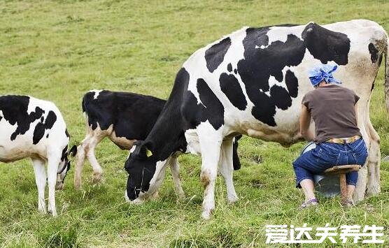 生牛乳是什么意思它與純牛奶有什么區(qū)別，看清這三點(diǎn)千萬別融混