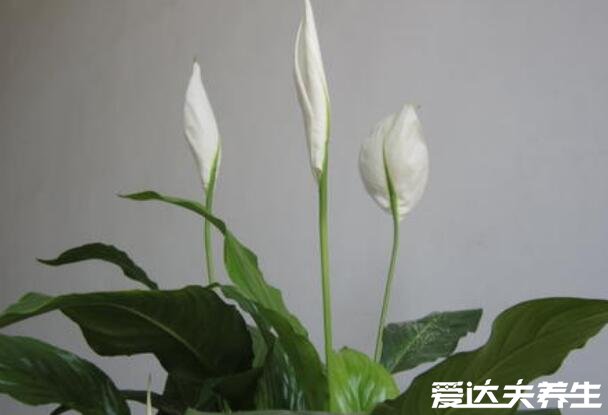  一帆風(fēng)順花有毒嗎，花和汁液中有毒但毒性不強(qiáng)(圖片)