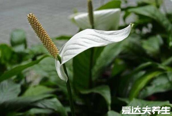  一帆風(fēng)順花有毒嗎，花和汁液中有毒但毒性不強(qiáng)(圖片)