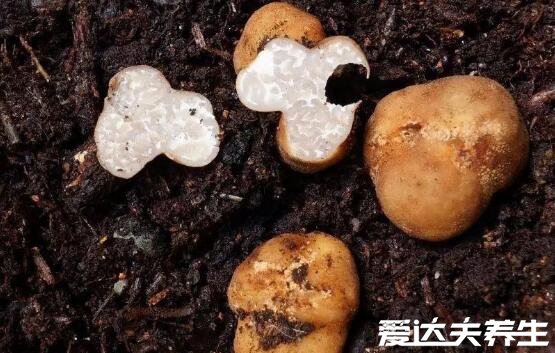 白松露是什么東西，白松露的功效與作用價(jià)格(最貴2萬(wàn)人民幣一斤)