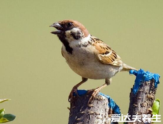 白丁香是什么動物的糞便，白丁香的功效與作用(麻雀的糞便)