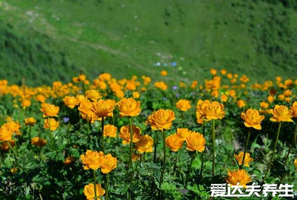 金蓮花圖片大全，有美容養(yǎng)顏/消炎祛痘/清熱解毒的功效與作用