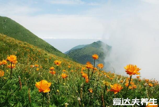 金蓮花圖片大全，有美容養(yǎng)顏/消炎祛痘/清熱解毒的功效與作用