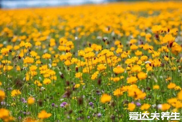 金蓮花圖片大全，有美容養(yǎng)顏/消炎祛痘/清熱解毒的功效與作用