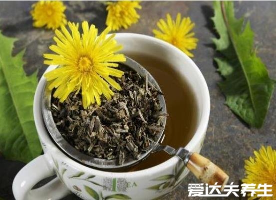 五個(gè)蒲公英泡水喝的禁忌，胃寒體虛有過(guò)敏癥狀者這千萬(wàn)不要喝