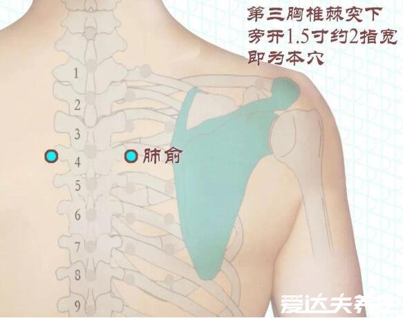 肺俞的準確位置圖片，位于第三胸椎和肩胛骨之間主治咳喘