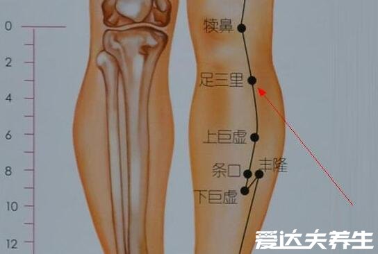 足三里的準確位置圖片及其功效，在膝蓋凹陷下三寸處可緩解胃痛