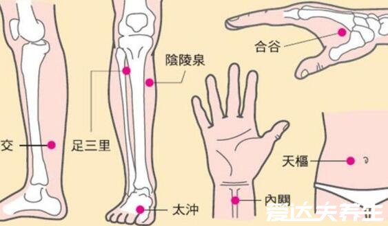 足三里的準確位置圖片及其功效，在膝蓋凹陷下三寸處可緩解胃痛