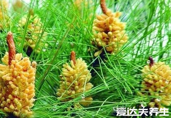 松花粉的功效與作用及食用方法，直接吃可美容養(yǎng)顏/改善腸道