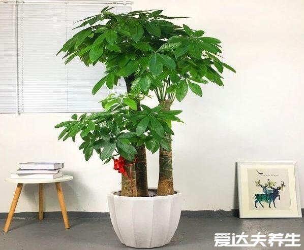 客廳最旺宅的大型植物，羅漢松象征代代是富翁