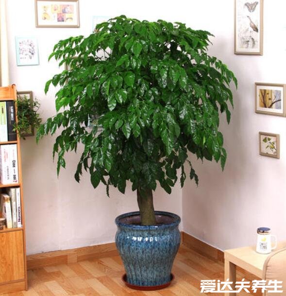 客廳最旺宅的大型植物，羅漢松象征代代是富翁