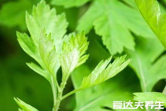 艾葉泡腳的功效與作用及好處，除了促進血液循環(huán)還有這四大好處