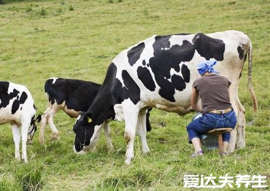 牛乳是什么和鮮牛奶有什么區(qū)別，從制作過程到飲用方式皆不同