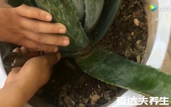 新鮮蘆薈涂臉正確方法，6步教你養(yǎng)出細(xì)膩好肌膚(內(nèi)附步驟圖)