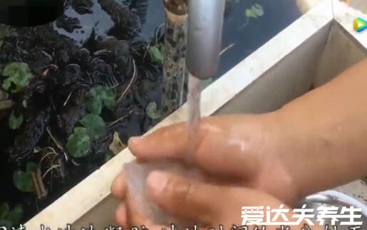 新鮮蘆薈涂臉正確方法，6步教你養(yǎng)出細(xì)膩好肌膚(內(nèi)附步驟圖)