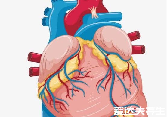 刷火鍋的黃喉是什么部位，為家畜的大血管由蛋白質(zhì)組成