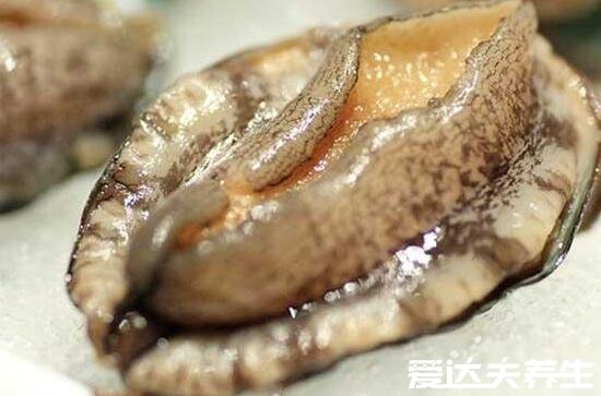 鮑魚(yú)蒸多久才可以吃，上汽水后蒸十分鐘最佳(附清蒸鮑魚(yú)做法)