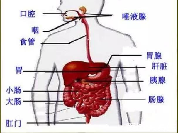 胰腺在人體的哪個(gè)部位圖解，深埋于右上腹腹腔中心