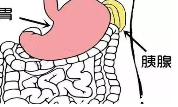 胰腺在人體的哪個(gè)部位圖解，深埋于右上腹腹腔中心