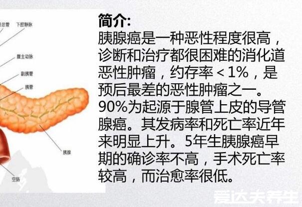 胰腺在人體的哪個(gè)部位圖解，深埋于右上腹腹腔中心